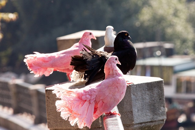 离开雷霆转 离开雷霆转